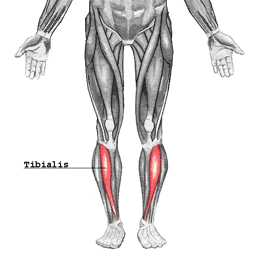  Tibialis anterior muscle 