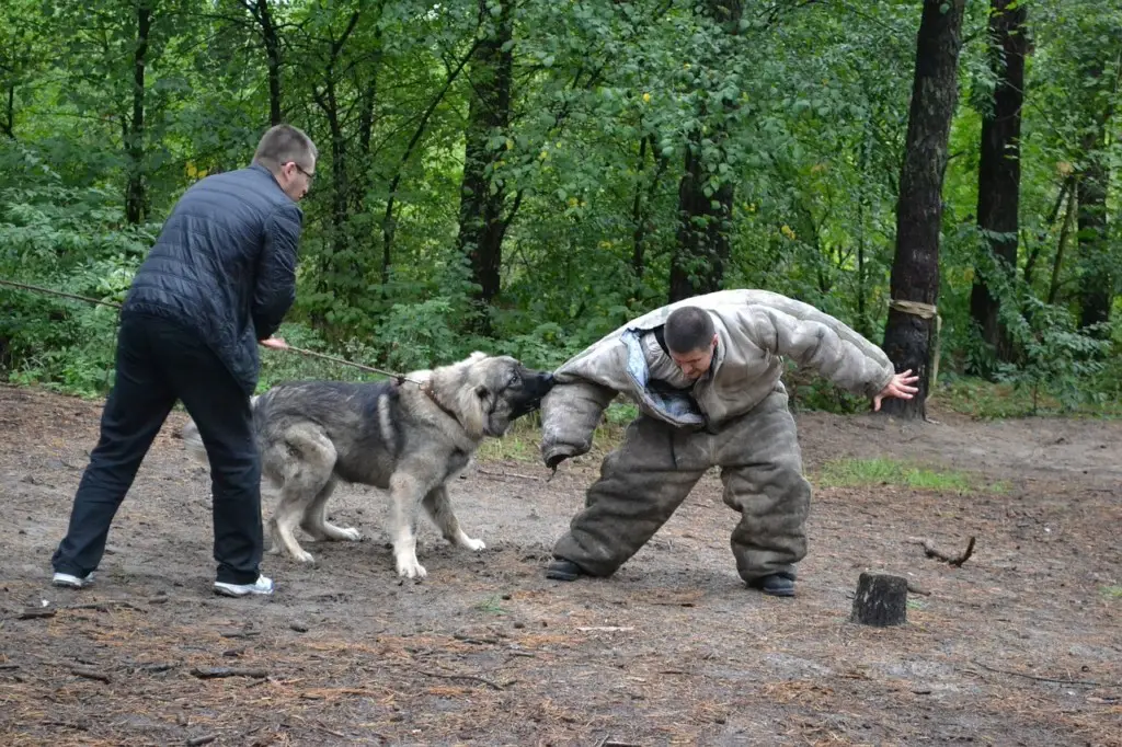 Dog attacking a person