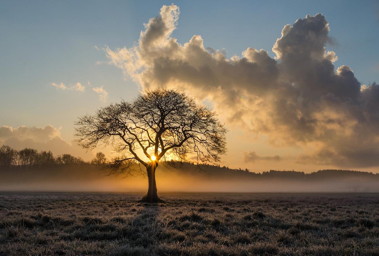 tree
green belt