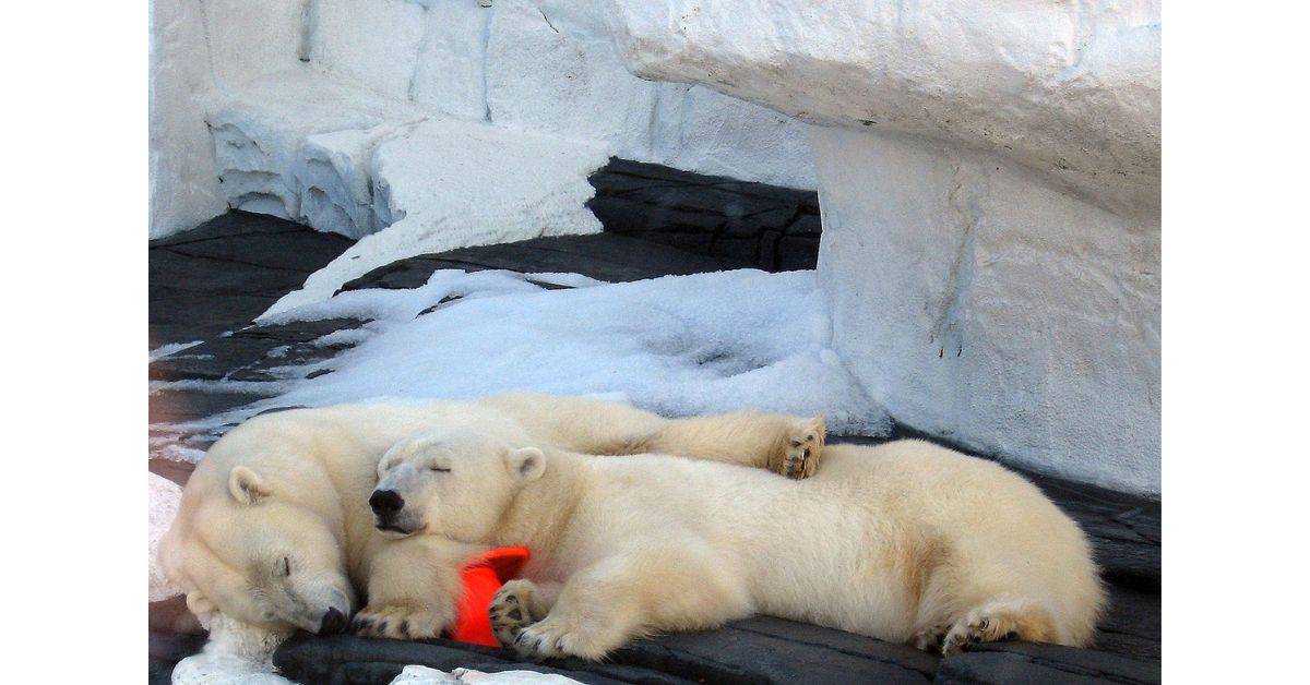 Polar bears sleeping
