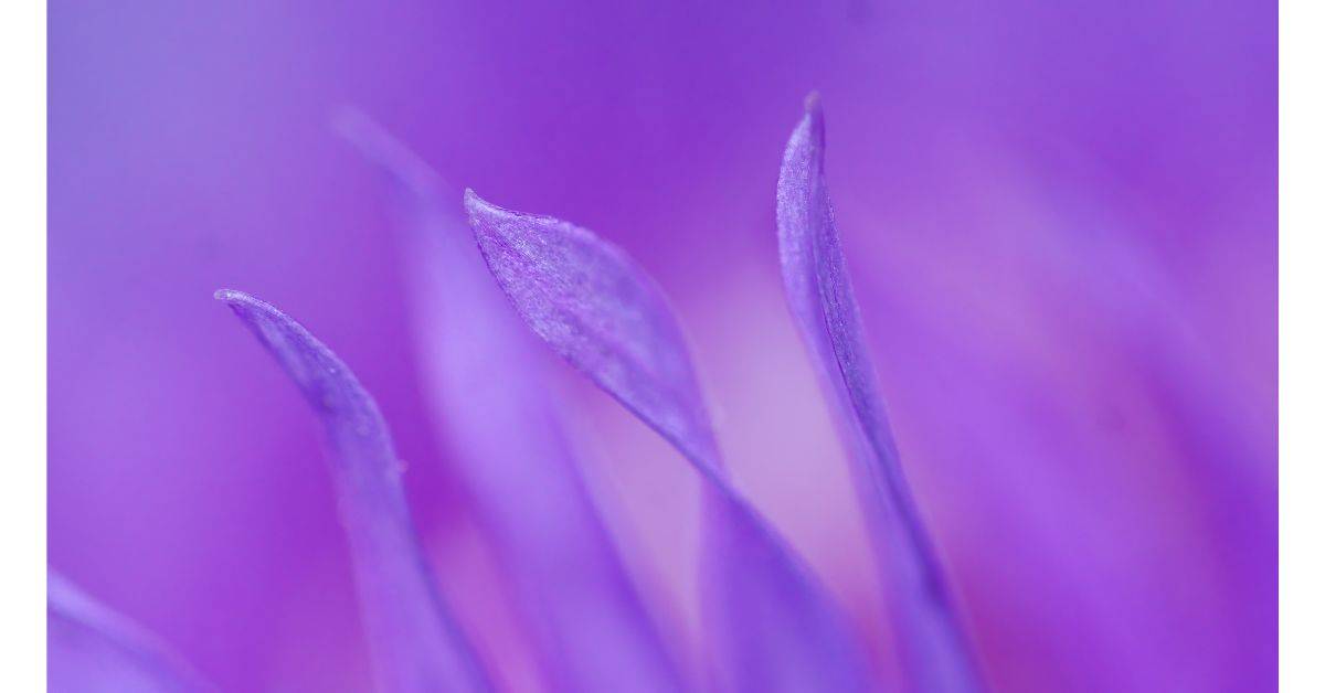 Purple Flowers