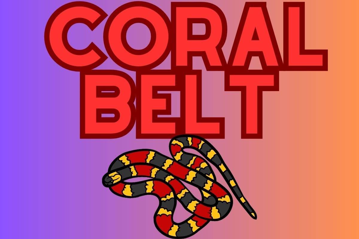 BJJ Coral Belt