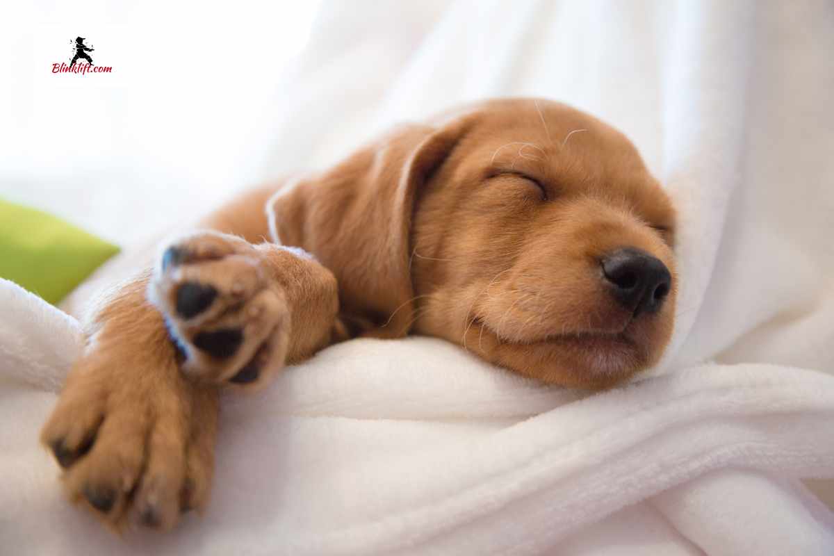 A puppy sleeping